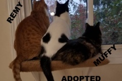 27-28-29-Muffy-Scamp-Remy-Adopted-in-2021