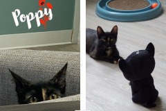 29-Poppy-aka-Annie-Adopted-in-2022