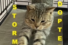 3-Stormy-Adopted-in-2022