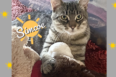 30-Simcoe-Adopted-in-2022