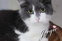 32-Jorgie (adopted in 2020)