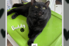 33-Buddy-Adopted-in-2022