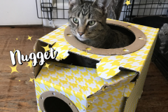 34-Nugget (adopted in 2020)