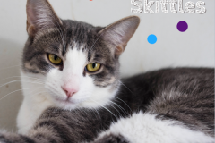 35-Skittles (adopted in 2020)
