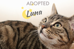 36-Luna (adopted in 2020)