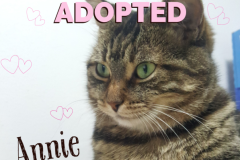 4-Annie (adopted in 2020)