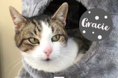 4-Gracie-Adopted-in-2022