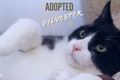 42-43-Sylvestor-and-Buttercup (adopted in 2020)
