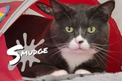 44-Smudge-Adopted-in-2022