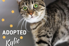 45-Kylie (adopted in 2020)