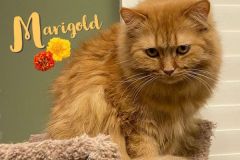 45-Marigold-Adopted-in-2022