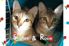 46-47-Skittles-Rosie-Adopted-in-2022