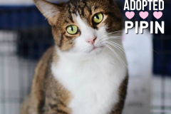 46-Pipin (adopted in 2020)