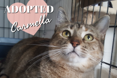 47-Carmella (adopted in 2020)