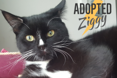 48-Ziggy (adopted in 2020)