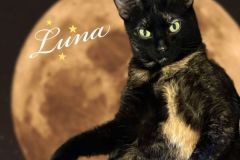 49-Luna-Adopted-in-2022