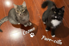 54-55-Cosmo-and-Purr-cilla (adopted in 2020)