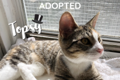 55-56-Topsy-Adopted-in-2022