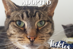56-Tickles (adopted in 2020)