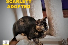 59-Scarlett-Adopted-in-2021