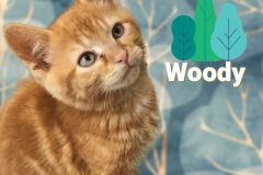 59-Woody-Adopted-in-2022