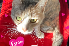 6-Esme-Adopted-in-2022