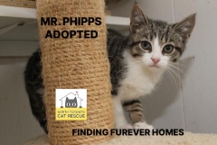 6-MR-PHIPPS-Adopted-in-2021