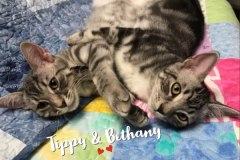 61-62-Tippy-and-Bethany-Adopted-in-2022