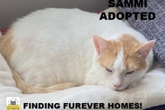 63-64-65-Sammi-Adopted-in-2021