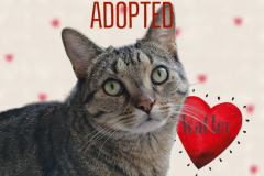 65-Walter-Adopted-in-2022