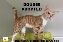 66-67-Dougie-Adopted-in-2021
