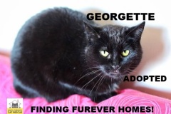 68-Georgette-Adopted-in-2021