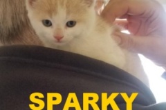 69-70-Sparky-Adopted-in-2021