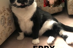 7-Eddy-Adopted-in-2021