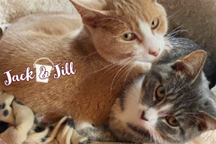 71-72-Jack-and-Jill-Adopted-in-2022