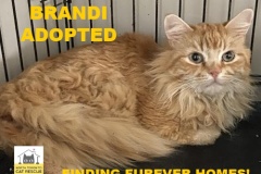 71-Brandi-Adopted-in-2021