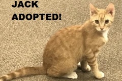 71-Jack (adopted in 2020)