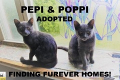 72-73-Pepi-and-Poppi-Adopted-in-2021