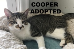 73-Cooper (adopted in 2020)