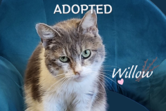 73-Willow-Adopted-in-2022