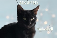 74-Tinkerbell-Adopted-in-2022