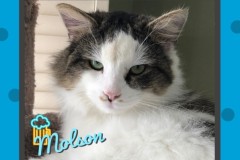 75-Molson-Adopted-in-2022