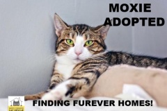75-Moxie-Adopted-in-2021