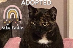 76-77-78-Miss-Eddie-Adopted-in-2022