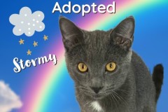 76-77-78-Stormy-Adopted-in-2022