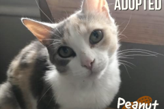 79-Peanut (adopted in 2020)