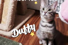 8-Duffy (adopted in 2020)