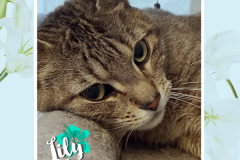 8-Lily-Adopted-in-2022