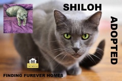 8-SHILOH-Adopted-in-2021