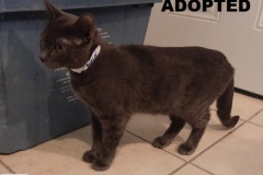 80-Merlin-Adopted-in-2021